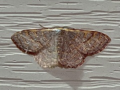 Leptostales pannaria