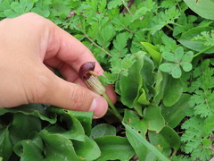 Arisarum simorrhinum
