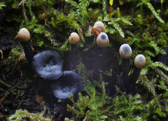 Holwaya mucida