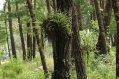 Tillandsia violacea