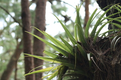 Tillandsia violacea