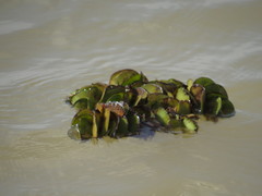 Salvinia
