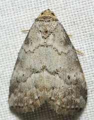 Hyperstrotia pervertens