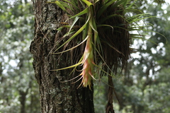 Tillandsia violacea