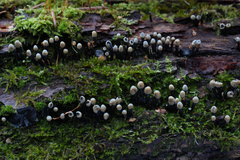 Holwaya mucida