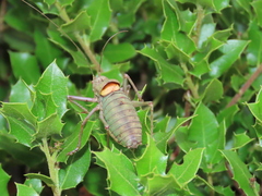 Lluciapomaresius anapaulae