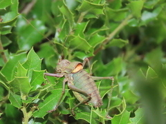 Lluciapomaresius anapaulae