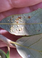 Neuroterus saltatorius texanus