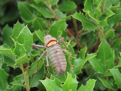 Lluciapomaresius anapaulae