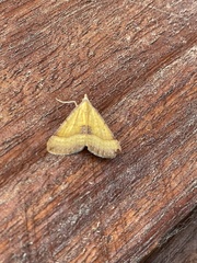 Anachloris subochraria