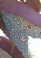 Neuroterus saltatorius texanus