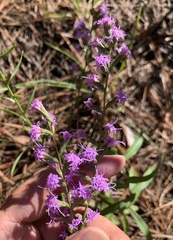 Liatris cokeri