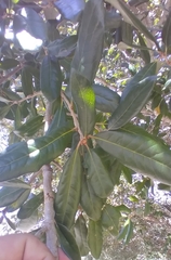 Neuroterus saltatorius texanus