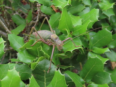 Lluciapomaresius anapaulae