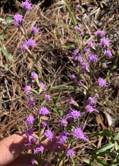 Liatris cokeri