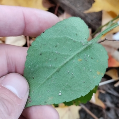 Coleosporium montanum