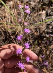 Liatris cokeri
