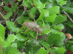 Lluciapomaresius anapaulae
