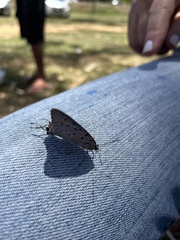 Pseudolycaena marsyas