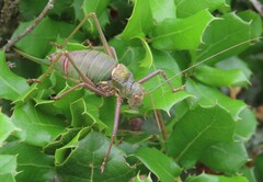 Lluciapomaresius anapaulae