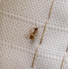 Lasius