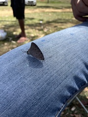 Pseudolycaena marsyas