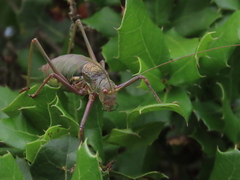 Lluciapomaresius anapaulae