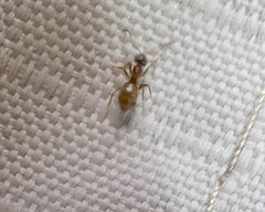 Lasius