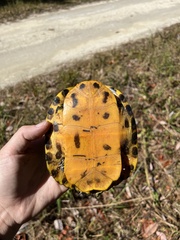 Trachemys scripta