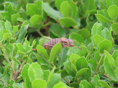 Lluciapomaresius anapaulae