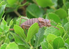 Lluciapomaresius anapaulae