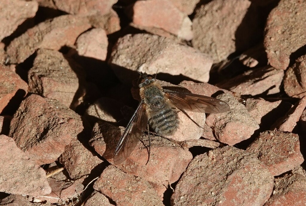 Poecilanthrax hyalinipennis