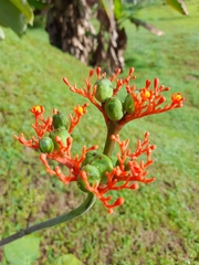 Jatropha podagrica