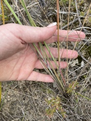 Austrostipa mollis