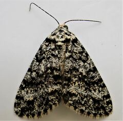 Pseudocoremia monacha