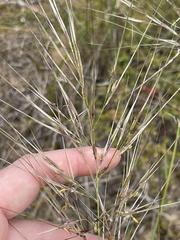 Austrostipa mollis