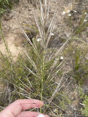 Austrostipa mollis