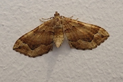 Pelurga comitata