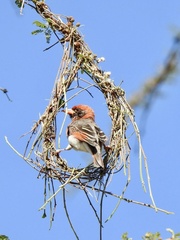 Anaplectes rubriceps