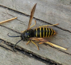 Vespula alascensis