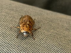 Cyclocephala lunulata