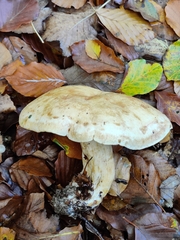 Lactarius pallidus