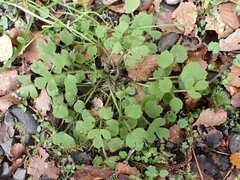 Ranunculus membranifolius