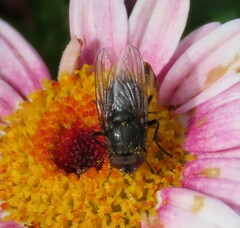 Calyptratae