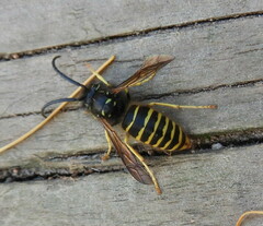 Vespula alascensis