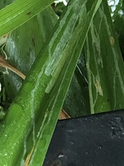 Ophiomyia kwansonis
