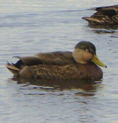 Anas rubripes × platyrhynchos