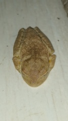 Boana crepitans