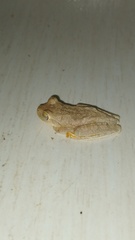 Boana crepitans