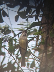 Myiarchus swainsoni swainsoni